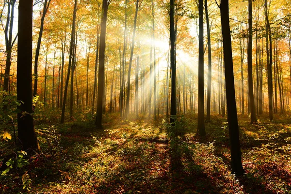 Hermoso Sol Bosque Otoño Por Mañana — Foto de Stock