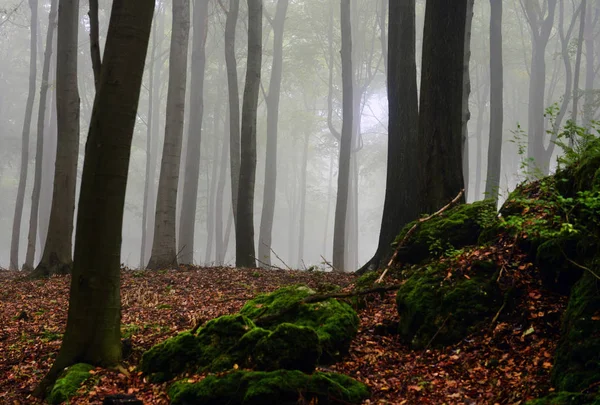 黑暗的雾森林景观 — 图库照片