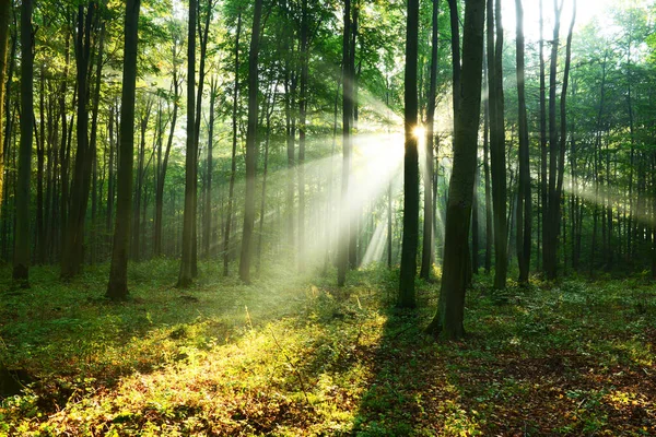 Beaux Rayons Soleil Matinaux Dans Forêt Automne — Photo