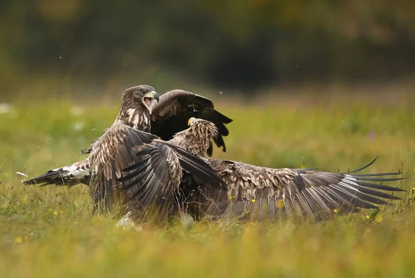 Vit Stjärt Örnar Som Slåss Grön Äng — Stockfoto