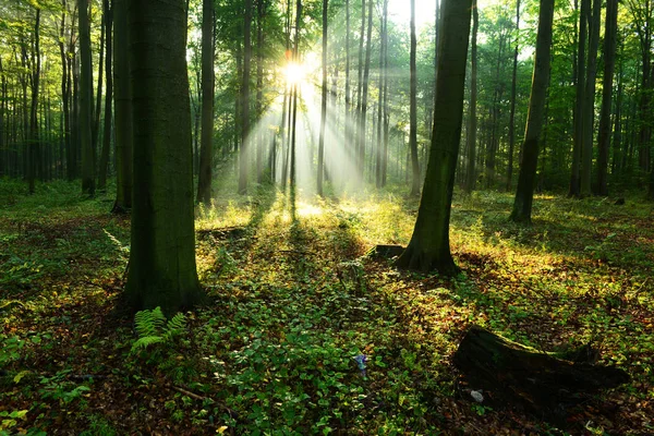 beautiful morning sunbeams in autumn forest