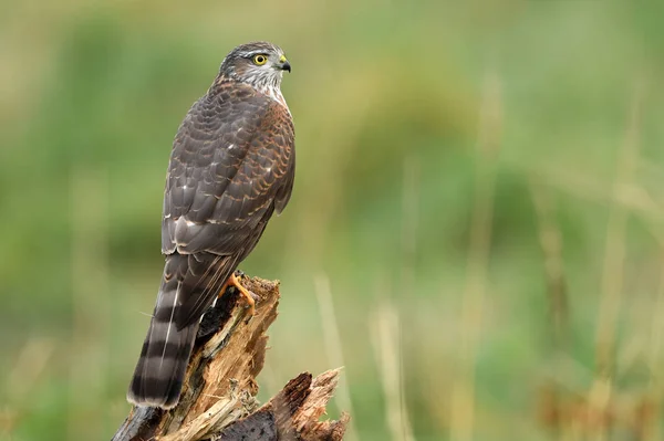 Vista Vicino Del Sarrowhawk Euarsiano Nell Habitat Naturale — Foto Stock