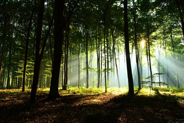 Schöner Morgen Mit Sonnenschein Herbstlichen Wald — Stockfoto