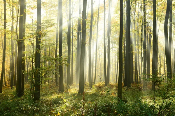 Hermoso Sol Bosque Otoño Por Mañana — Foto de Stock