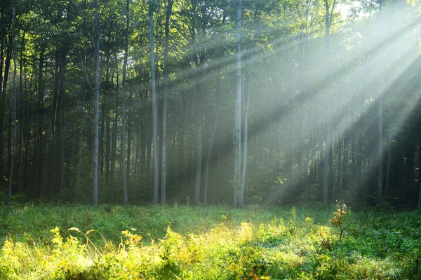 Красивий Ранок Сонячним Світлом Осінньому Лісі — стокове фото