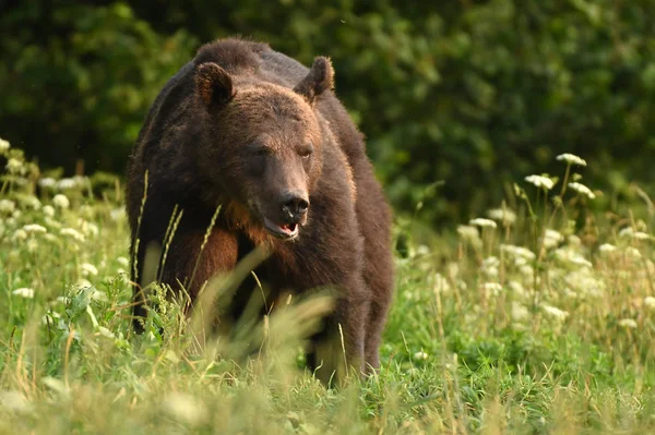 Urso Pardo Selvagem Habitat Natural — Fotografia de Stock