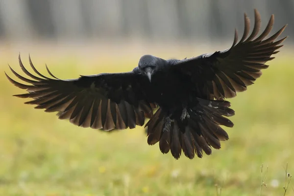 Cuervo Común Negro Vista Cerca —  Fotos de Stock
