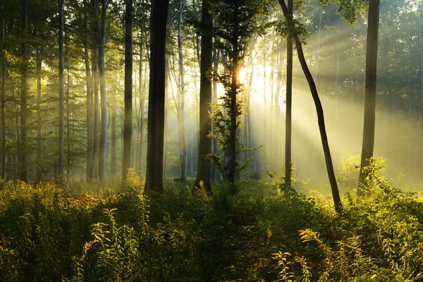 Beautiful Morning Sunshine Autumn Forest — Stock Photo, Image