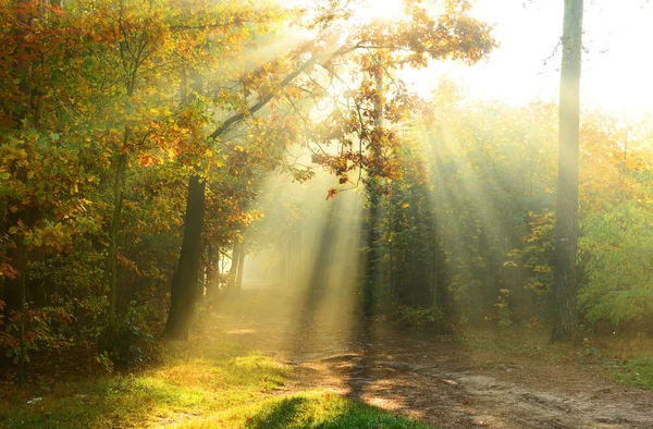 美丽的早晨与阳光在秋天森林里 — 图库照片