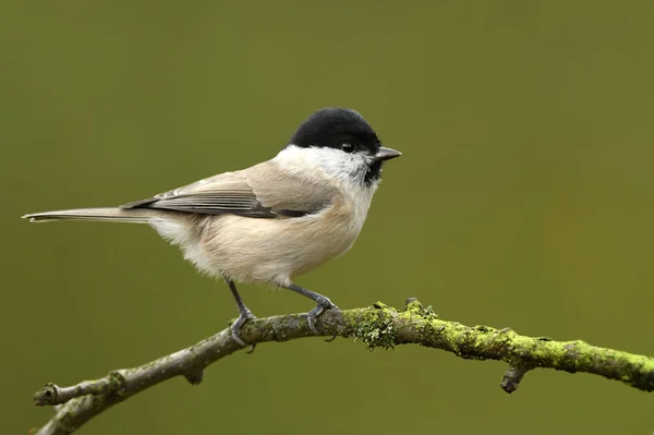 Nahaufnahme Von Weidenmeisen Auf Ästen — Stockfoto