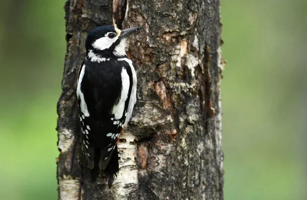 Close View Great Spotted Woodpecker — Stock Photo, Image