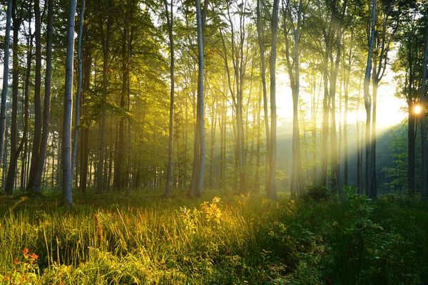 Promienie Słońca Piękny Poranek Lesie Jesienią — Zdjęcie stockowe