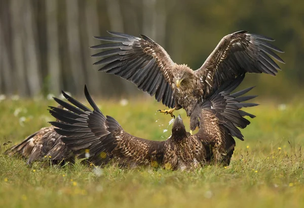 Vit Stjärt Örnar Som Slåss Grön Äng — Stockfoto