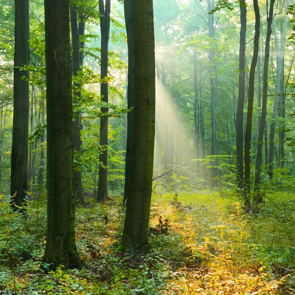 Hermosa Mañana Con Sol Bosque Otoño —  Fotos de Stock