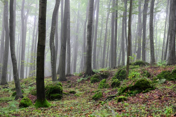 Beautiful Misty Autumn Forest Morning — Stock Photo, Image