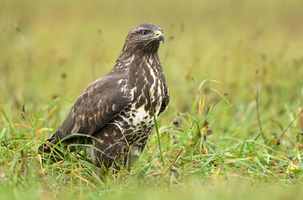 自然栖息地常见秃鹰的特写图 — 图库照片