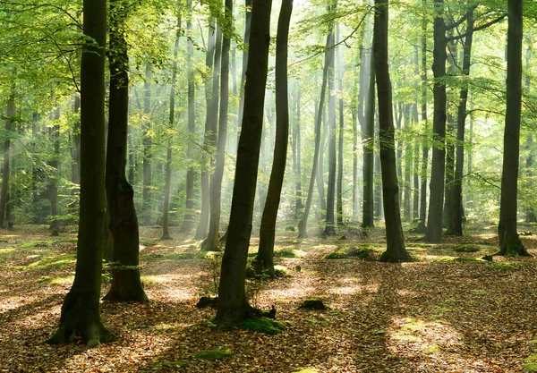 Piękny Poranek Promieniach Słońca Jesienny Las — Zdjęcie stockowe