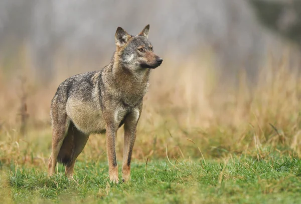 Nahaufnahme Von Grauwolf Natürlichem Lebensraum — Stockfoto