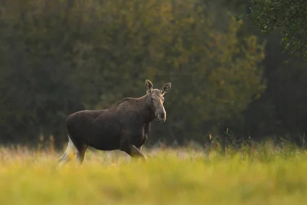 Velké Moose Přirozeném Prostředí Podzim — Stock fotografie