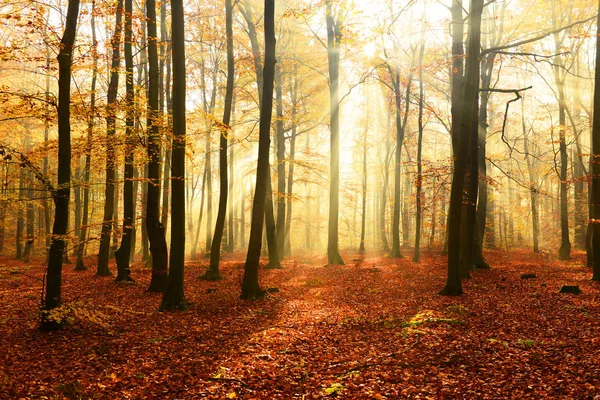 Bella Luce Del Sole Nella Foresta Autunnale Mattino — Foto Stock