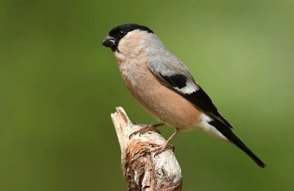 Gimpel Vogel Auf Baum — Stockfoto