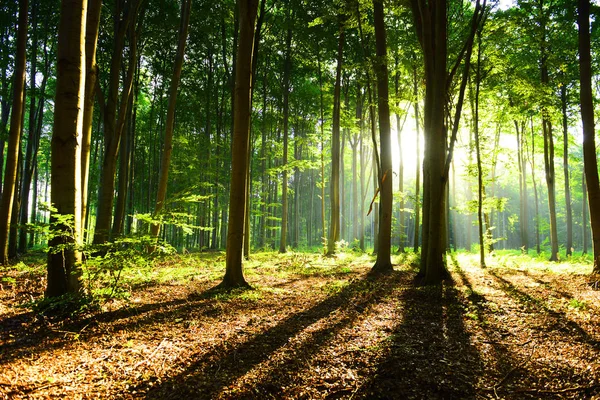 Hermosa Mañana Con Sol Bosque Otoño — Foto de Stock