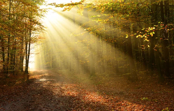 Krásné Sluníčko Podzimním Lese Ranní — Stock fotografie