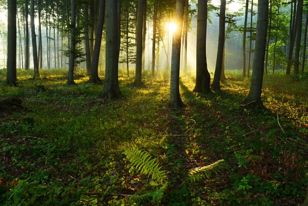 Krásné Ráno Sunshine Podzimním Lese — Stock fotografie