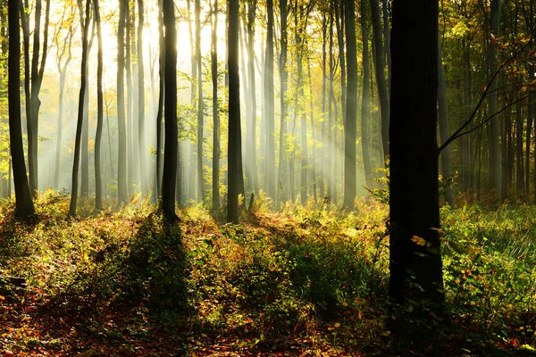 Bela Manhã Com Sol Floresta Outono — Fotografia de Stock