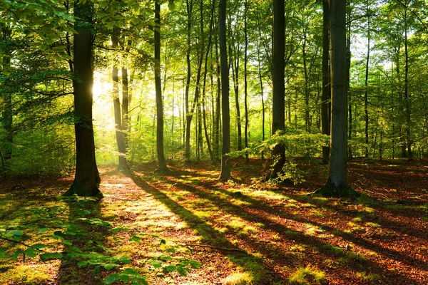 Bela Manhã Com Sol Floresta Outono — Fotografia de Stock