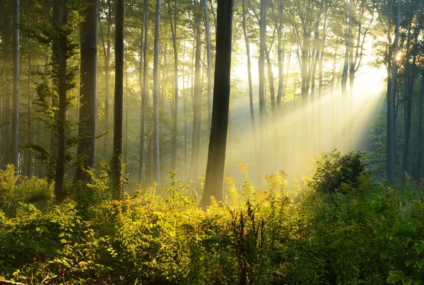 Bella Mattina Con Sole Nella Foresta Autunnale — Foto Stock