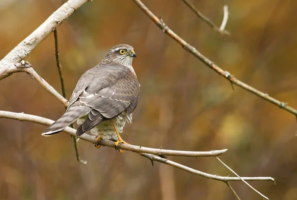 Vista Perto Euarsian Sarrowhawk Habitat Natural — Fotografia de Stock