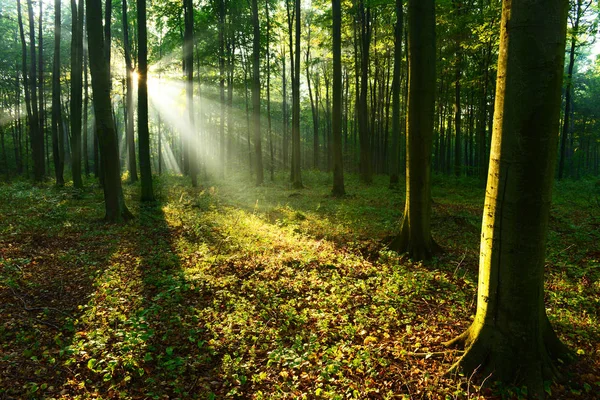 Hermosos Rayos Sol Mañana Bosque Otoño — Foto de Stock