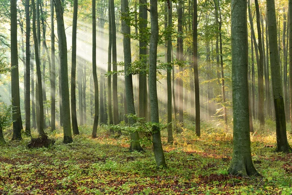 Beaux Rayons Soleil Matinaux Dans Forêt Automne — Photo