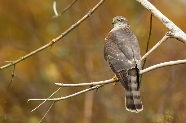 Zamknij Widok Euarsian Sarrowhawk Naturalnym Środowisku — Zdjęcie stockowe