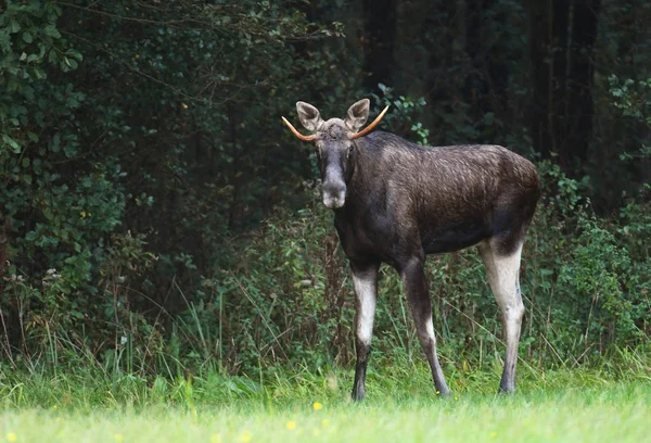 Big Moose Habitat Natural Outono — Fotografia de Stock