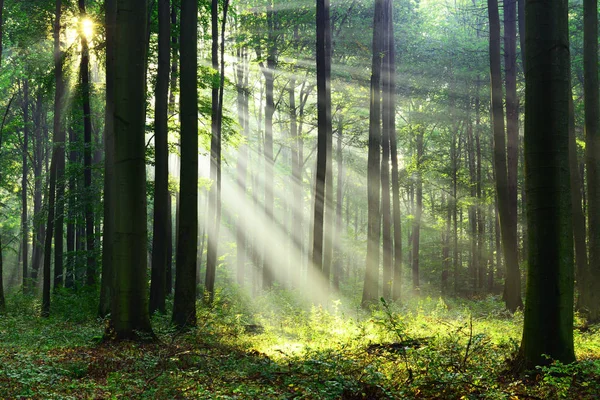 Schöner Morgen Mit Sonnenschein Herbstlichen Wald — Stockfoto