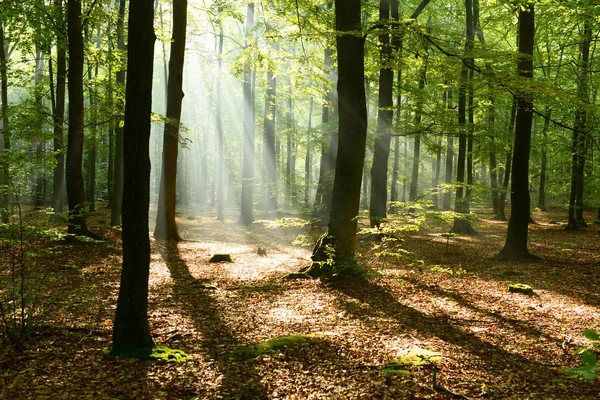 Beautiful Morning Sunshine Autumn Forest — Stock Photo, Image