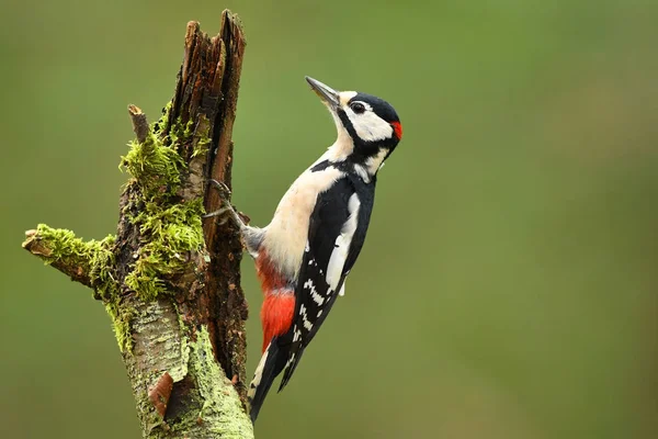 Close View Great Spotted Woodpecker — Stock Photo, Image