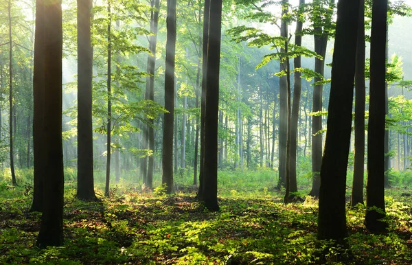 Mooie Ochtend Met Zon Herfst Bos — Stockfoto