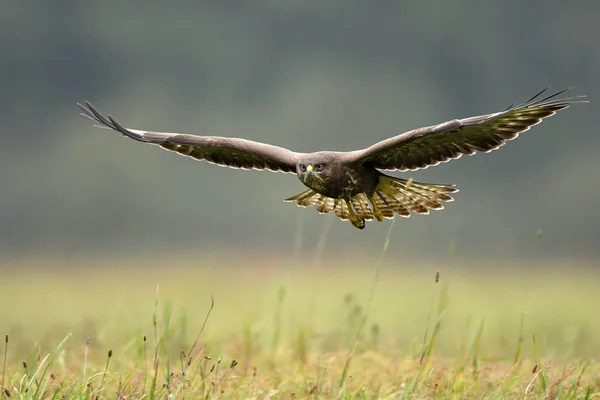 Close View Common Buzzard Natural Habitat — Stock Photo, Image