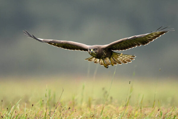Close up view of common buzzard in natural habitat