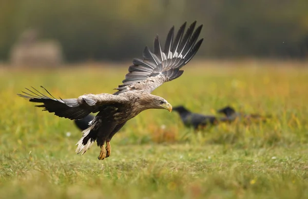 自然栖息地的白尾鹰 — 图库照片