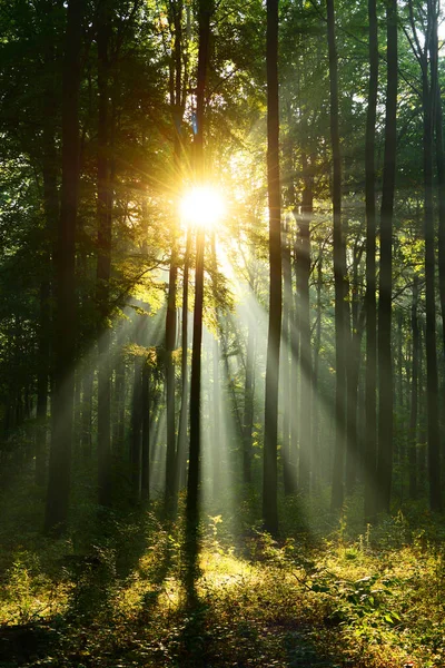 Bela Manhã Com Sol Floresta Outono — Fotografia de Stock