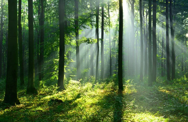 Beaux Rayons Soleil Matinaux Dans Forêt Automne — Photo