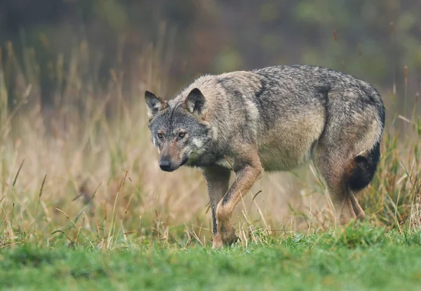 Vista Cerca Del Lobo Gris Hábitat Natural — Foto de Stock