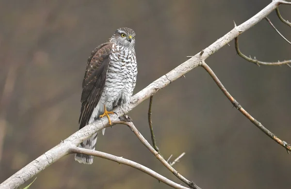 Vista Perto Euarsian Sparrowhawk Habitat Natural — Fotografia de Stock