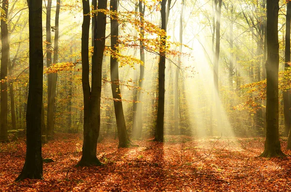 Beautiful Sunshine Autumn Forest Morning — Stock Photo, Image