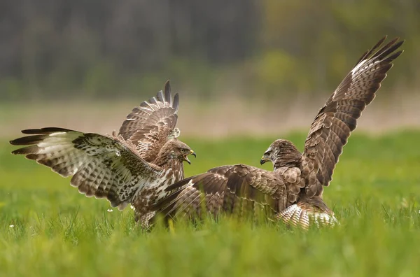 Dois Buzzards Comuns Combate — Fotografia de Stock