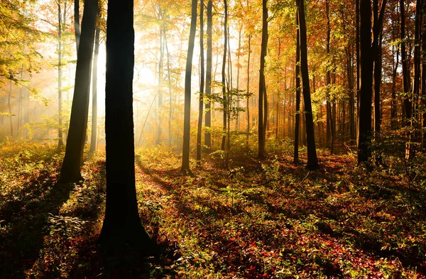 Bela Manhã Com Sol Floresta Outono — Fotografia de Stock